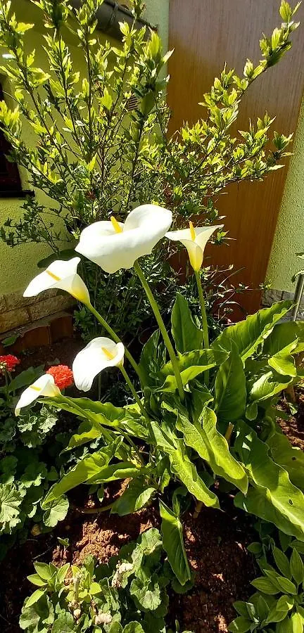 Holiday Home Matosevic Medulin